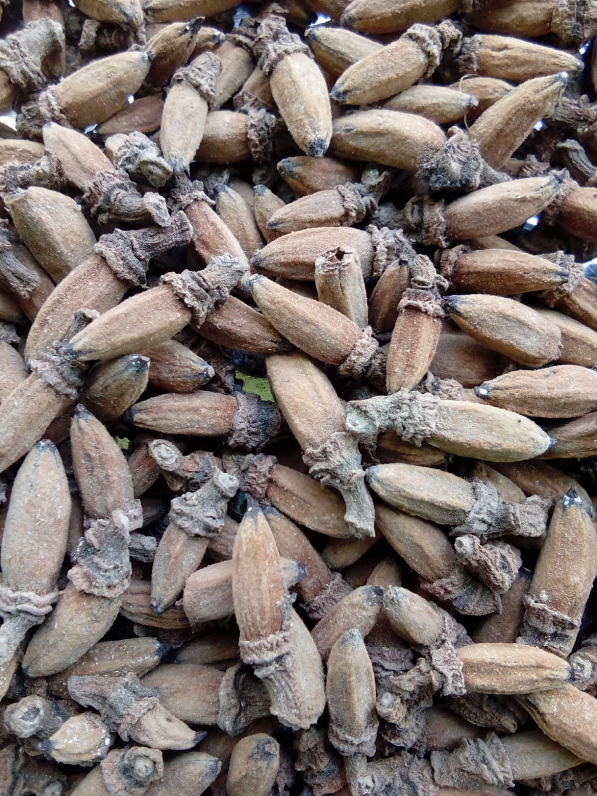 Marathi Moggu ( simul koli)